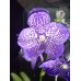 Орхидея Ванда сине-фиолетового цвета (70см.)